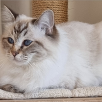 Rehoming Ragdoll femmina 3 anni