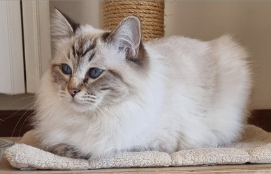 Rehoming Ragdoll femmina 3 anni