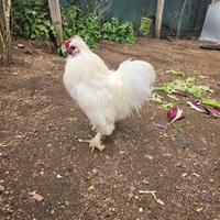 Coppia galline moroseta