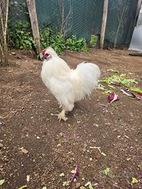 Coppia galline moroseta