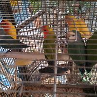 Inseparabili agapornis roseicollis