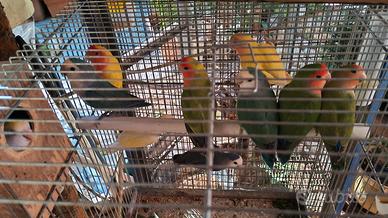 Inseparabili agapornis roseicollis