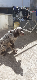 Setter inglese 7 mesi