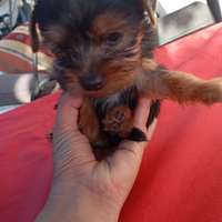 YORkSHIRE Toy mini stanno in mano