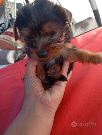 YORkSHIRE Toy mini stanno in mano