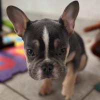 Bulldog francese maschio