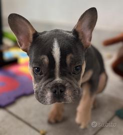 Bulldog francese