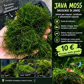 JAVA MOSS - PORZIONE ABBONDANTE - Muschio
