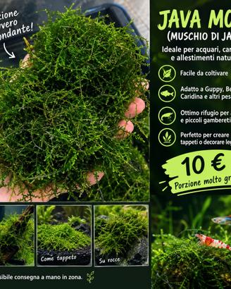 JAVA MOSS - PORZIONE ABBONDANTE - Muschio