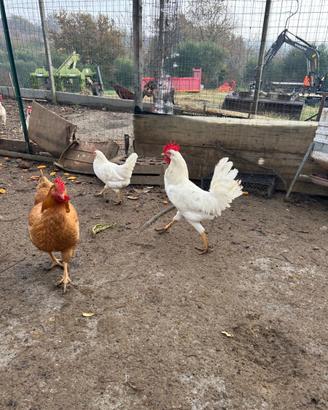 Gallo livornese