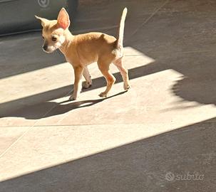 Chihuahua mini toy