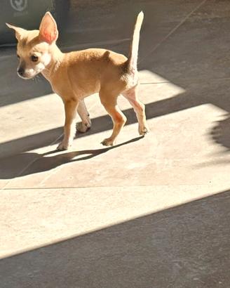 Chihuahua mini toy