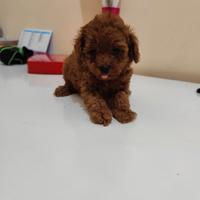 Barboncino Toy Toy Garantito Foto Reali 60 Giorni