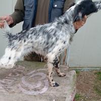 Setter inglese maschio pedigree