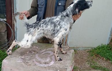 Setter inglese maschio pedigree