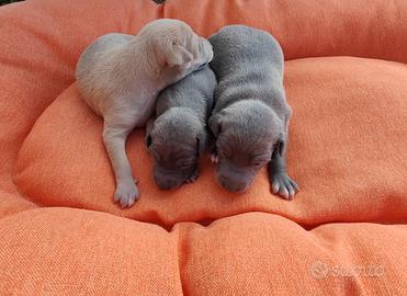 Cuccioli piccolo levriero italiano