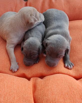 Cuccioli piccolo levriero italiano