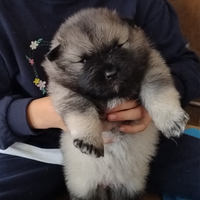 Cuccioli Spitz tedesco Wolfspitz