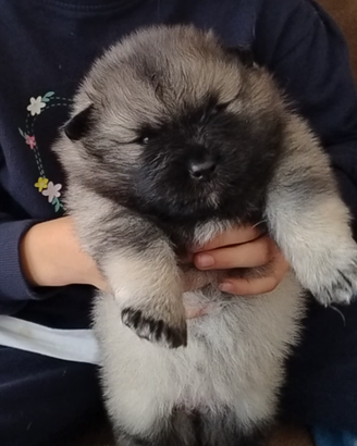Cuccioli Spitz tedesco Wolfspitz
