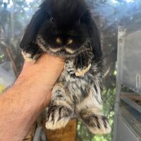 Cuccioli ariete nano GIARRA NERO