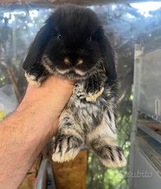 Cuccioli ariete nano GIARRA NERO