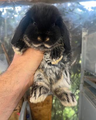 Cuccioli ariete nano GIARRA NERO