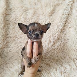 Chihuahua Toy cuccioli blu merle