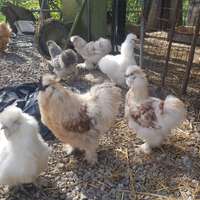 Galline moroseta