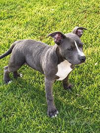Cucciolo Maschio Am Staf