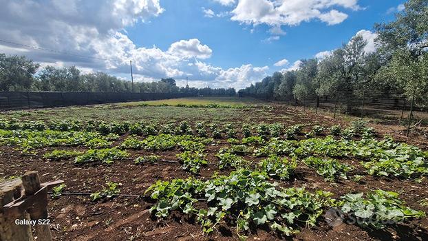 Terreno agricolo di 4031 mq con cisterna irrigua