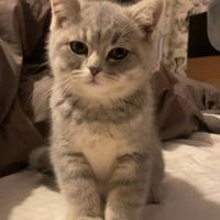 Gattini Scottish Straight Maschietti