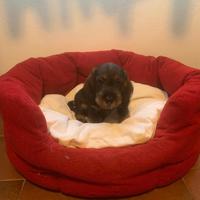 Cuccioli bassotto tedesco