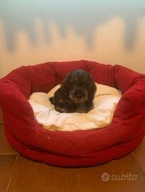 Cuccioli bassotto tedesco