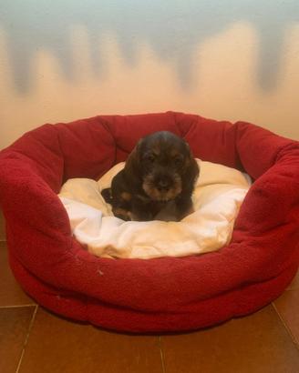 Cuccioli bassotto tedesco