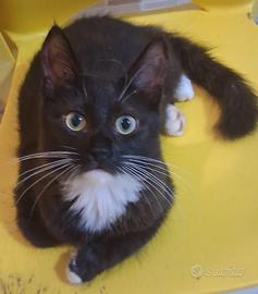 Gattina mix don sphynx(genitori testati)