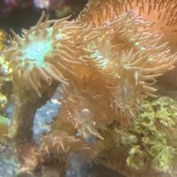 Acquario Marino coralli