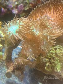 Acquario Marino coralli