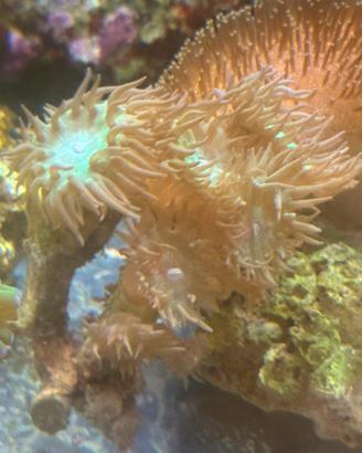 Acquario Marino coralli