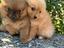 Immagine 3