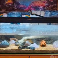 tartarughiera acquario