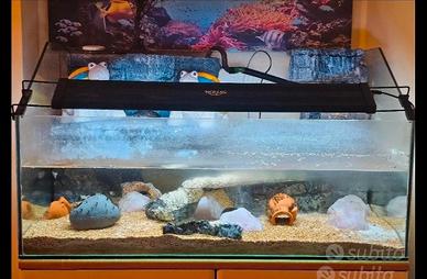 tartarughiera acquario