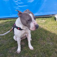 American Staffordshire terrier