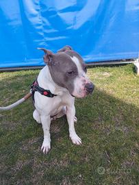 American Staffordshire terrier