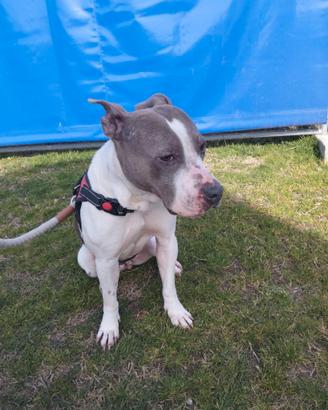 American Staffordshire terrier