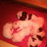 Lagotto romagnolo