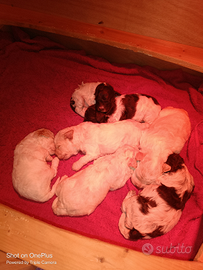 Lagotto romagnolo