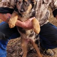 Cuccioli di Cane da Pastore del Lagorai - 400