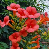 Semi di Bignonia ( Campsis)