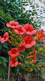 Semi di Bignonia ( Campsis)