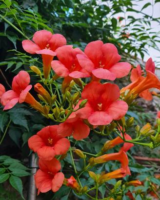 Semi di Bignonia ( Campsis)